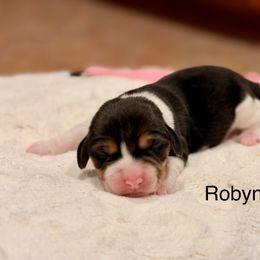 Robyn - Black tan and white female Beagle puppy in Mansfield, Missouri from Rippee Creek Kennel