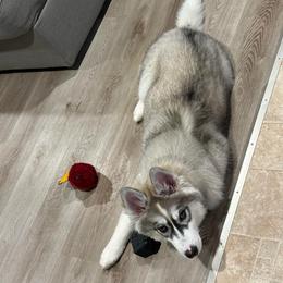 Bliss(Yuki) - Gray and white female Siberian Husky puppy in Parma, Ohio from Sirius Siberian Huskies