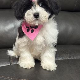 Allie - Black & tan tri-color female Maltipoo puppy in Berea, Kentucky from Blair’s Furry Friends