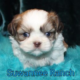 Dachshunds and Shih Tzus from Suwannee Ranch