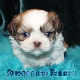 Dachshunds and Shih Tzus from Suwannee Ranch