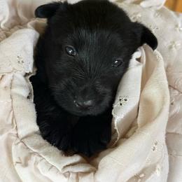Jonathon - Black male Scottish Terrier puppy in Moyie Springs, Idaho from Avonlea Terriers