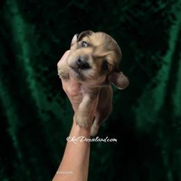 Van - Cream male Dachshund puppy in Oklahoma City, Oklahoma from OkieDoxieland Dachshunds