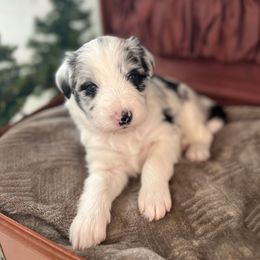 Glacier - White and blue merle female Bordoodle puppy in Valley Center, California from Circle R Valley Bordoodls