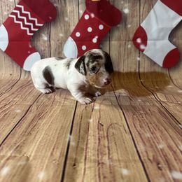 Flynn rider - Chocolate and tan male Dachshund puppy in Corona, California from Over The Moon Dachshunds