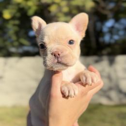 French Bulldog and Shih Tzu Puppies from Puppy Paper House