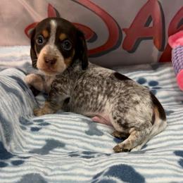 Boy 1 - Piebald male Dachshund puppy in Irving, Texas from DFW Dachshunds by G & S