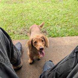 Dachshund Puppies from Michael Remen