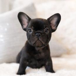 Prada - Brindle female French Bulldog puppy in Renton, Washington from Laurel Canyon Kennels