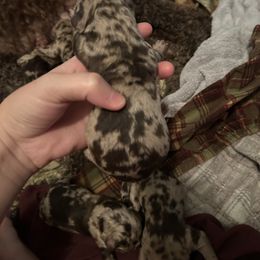 Boy 3 - Brown male Poodle puppy in Livingston, Louisiana from Hades Flame Kennel