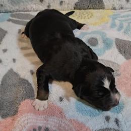 Australian Shepherd Puppies from Nicole Brinton