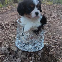 River - Tri-color male Cavalier King Charles Spaniel puppy in Villa Rica, Georgia from Georgia Alabama Cavaliers