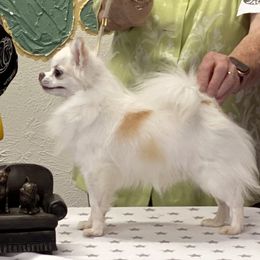 Lance - Chihuahua