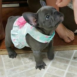 French Bulldog and Pembroke Welsh Corgi Puppies from Top Shelf Corgis and Frenchies