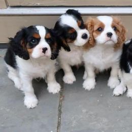 Comfort Cavaliers breeder of Cavalier King Charles Spaniel