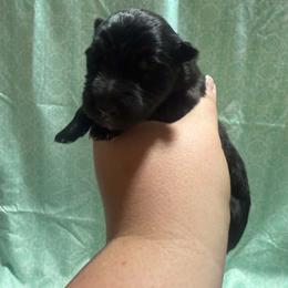 Black female 2 - Black female German Shepherd puppy in Salem, South Carolina from Von Maqqedah Haus German Shepherds