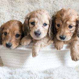 Dachshund puppies from CTX Doxies