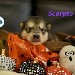 Scorpio - Gray and white female Alaskan Malamute puppy in Kingston, Tennessee from North Shore Alaskan Malamutes
