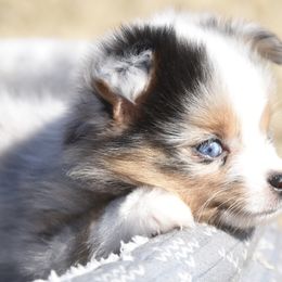 Russell Terrier, Miniature Australian Shepherd, and Toy Australian Shepherd Puppies from Rustic Lace Mini Aussies
