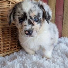 Jones - Blue merle and white male American Corgi puppy in Shawnee, Oklahoma from Sunray Ranch