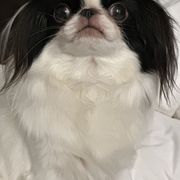 Akashi - Japanese Chin