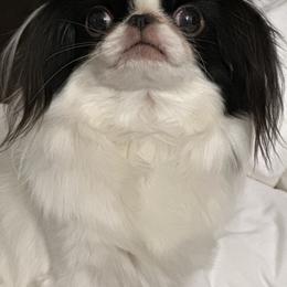 Akashi - Japanese Chin