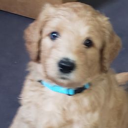 Goldendoodle Puppies from Southern Charm Goldendoodles