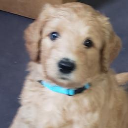 Goldendoodle Puppies from Southern Charm Goldendoodles