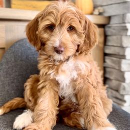 Luna - Red  female Goldendoodle puppy in St George, Utah from Doodle Bears of Southern Utah