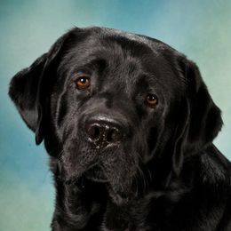 Rogue - Labrador Retriever