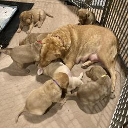 Chesapeake Bay Retriever Puppies from Bay Haven Chesapeakes