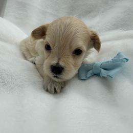 Waffles - Apricot male Maltipoo puppy in Turlock, California from 209PuppiesCaliforniaMaltipoo