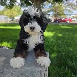 Sadie - Tri-color female Bernedoodle puppy in Blackfoot, Idaho from Draper Mountain Doodles