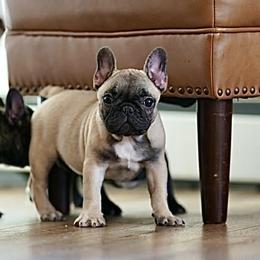 Jelly Bean - Fawn female French Bulldog puppy in Sidney Center, New York from iFrenchi