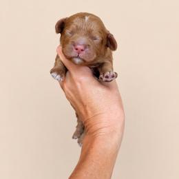 Phillip - Golden male Cockapoo puppy in Millville, California from Hope Lane Kennels