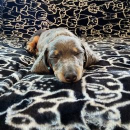 Dachshund Puppies from K Rae's Dachshunds