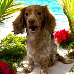 Dachshunds from Lady Margery’s Dachshunds