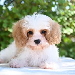 Gage - Blenheim male Cavapoo puppy in Lawton, Oklahoma from Lindsey’s Cavies