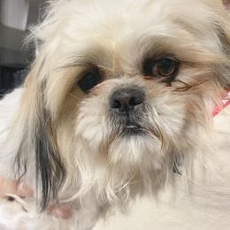 Gizmo - Shih Tzu
