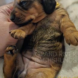Yellow Girl - Red female Dachshund puppy in South Dakota from Grand River Dachshunds