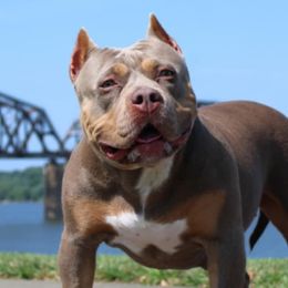 American Bullies from Medusa’s Bullies