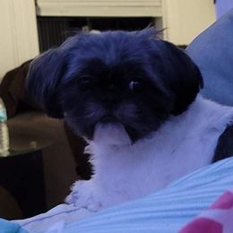 Darcy - Shih Tzu