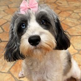Chimi - Cavapoo