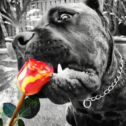 Cane Corso from South Florida Cane Corsos