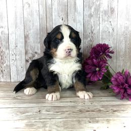 Girl 1 - female Bernese Mountain Dog puppy in Weston, Idaho from Blue Peak Berners