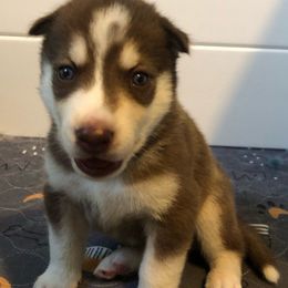 Boy 1 (Spot) - Siberian Husky puppy from SnowShier Huskies