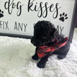 Monty - Black male Maltipoo puppy in Apple Valley, California from Boujeepups