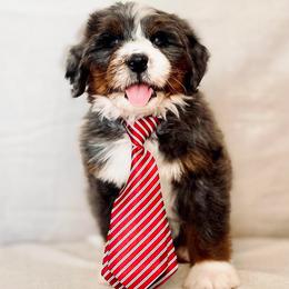 Arrow - Blue merle male Bernedoodle puppy in Travelers Rest, South Carolina from Bernedoodle.do