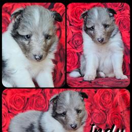 Indy - Blue merle and white female Shetland Sheepdog puppy in Lebanon, Tennessee from Henotic Homestead's Shetland Sheepdogs