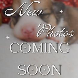 Boy 1 - Red male Pembroke Welsh Corgi puppy in San Antonio, Texas from Moxxi's Legacy Corgis